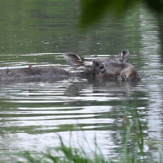 Ein Elch schwimmt in einem See.