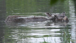 Ein Elch schwimmt in einem See.