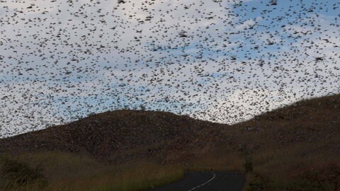 Heuschrecken sind eigentlich Einzelgänger. Doch um auch in Schwärmen Nahrung finden zu können, passen Heuschrecken ihren Geruchssinn an. Das Forschende haben nun herausgefunden..  Heuschreckenschwarm in Madagaskar