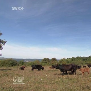 Serrig: Mehr als nur ein Bauernhof