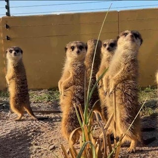 Erdmännchen im Zoo Neuwied