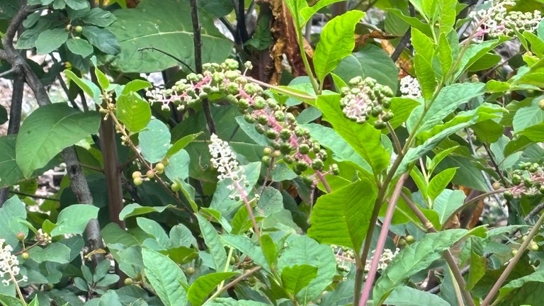 Kermesbeere