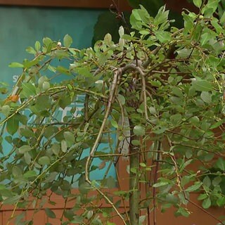 Baum