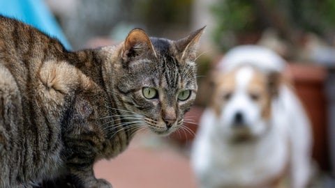 Lebensmittel, Sprit und Tierfutter werden immer teurer. Vielen Menschen fehlt deshalb das Geld, um ihre Hunde und Katzen gut zu versorgen. 