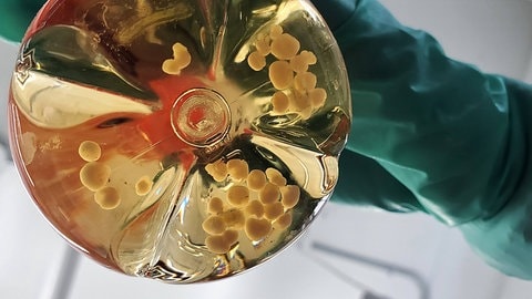 Ein Forscher hält eine Flasche mit Gehirnorganoiden in der Hand: In Organoiden, organähnlichen dreidimensionale Gewebestücken aus menschlichen Zellen, steckt großes Potenzial: An den "Mini-Organen" lassen sich Krankheiten untersuchen.