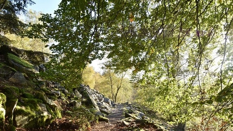 Der Nationalpark Hunsrück-Hochwald.