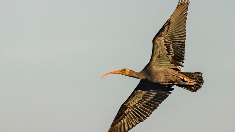 Eine Waldrappe im Flug: Der Koblenzer Student Gunnar Hartmann hat sich als ehrenamtlicher Fotograf an einem Projekt zur Wiederansiedlung beteiligt und ein preisgekröntes Foto geschossen. 