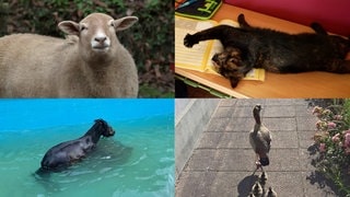 Eine Collage mit Schaf, Pferd und Katze zeigt tierische Geschichten aus der Westpfalz.