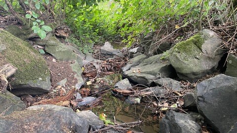 Der Brühlbach ist ausgetrocknet. Dass hier PFAS im Wasser mitschwimmen, ist nicht zu erkennen. Denn die Chemikalien sind unsichtbar und geruchlos. 