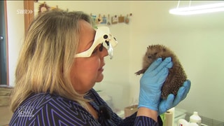 Gabriele Popp untersucht einen Igel