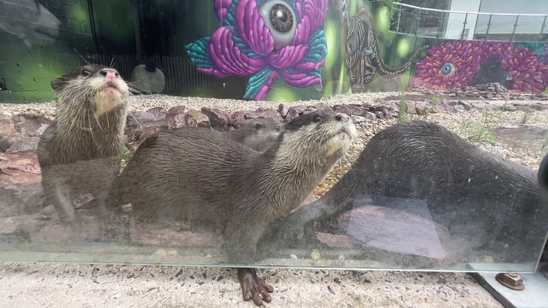 Die Otter aus dem Zoo Kaiserslautern spielen in ihrem neuen Gehege.