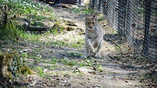 Die Luchse aus dem Karlsruher Zoo sollen in ihrem neuen Gehege auf die Wildnis vorbereitet werden.
