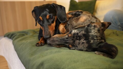 Dackel Wilma und Hermann zusammen auf dem Sofa.
