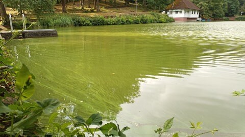 Der Bärenlochweiher bei Kindsbach im Kreis Kaiserslautern mit Blaualgen.