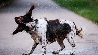 Ende Juli stehen die Hundstage an.