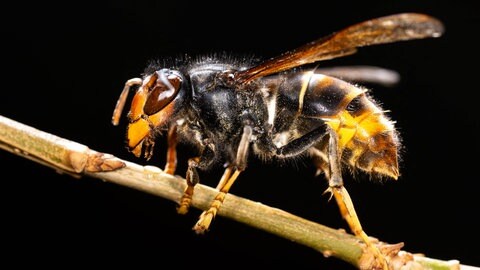 Die invasive asiatische Hornisse frisst rund 50 verschiedene Insektenarten, 43 davon sind für die Bestäubung wichtig.