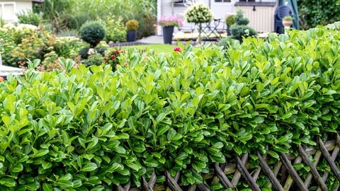Der beliebte Kirschlorbeer ist eine invasive Pflanze. In der Schweiz ist die eingeschleppte Art ab 1. September 2024 verboten, weil sie ein Risiko für einheimische Pflanzen darstellt. Es kann eine jahrzehntelange Verzögerung geben, bis sich invasive Pflanzen massiv ausbreiten. 