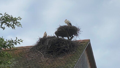 Störche auf dem Affenberg bei Salem (Bodenseekreis).