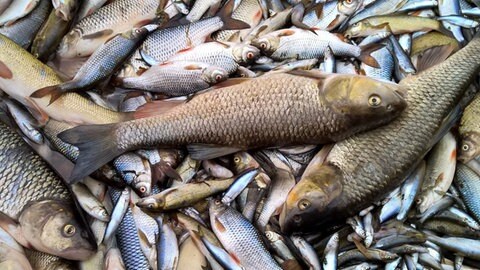 Tote Fische aus der Jagst bei der Lobenhäuser Mühle in Kirchberg, die 2015 brannte. Archivbild.