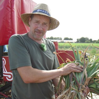 Landwirt bei der Knoblauchernte