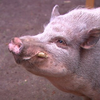 Hängebauchschwein Ludwig lebt auf der Etzelfarm in Stuttgart