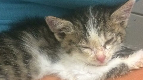 Tierheime in Heilbronn-Franken schlagen Alarm: Wegen zu vieler Katzen sind sie finanziell am Limit und die Kapazitäten sind fast ausgeschöpft.