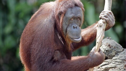Auch Menschenaffen, wie dieser Orang Utan, nutzen Werkzeuge. 
