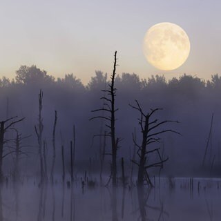 Mond über dem Naturschutzgebiet Schwenninger Moos: Ohne den Mond hätten wir keine verlässlichen Jahreszeiten. Denn der Mond stabilisiert die Erdachse.