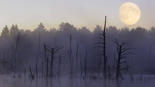Mond über dem Naturschutzgebiet Schwenninger Moos: Ohne den Mond hätten wir keine verlässlichen Jahreszeiten. Denn der Mond stabilisiert die Erdachse.