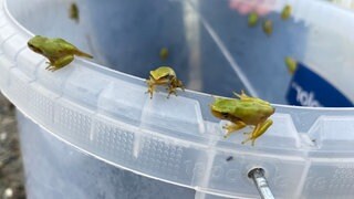 Warten auf die Aussiedlung: In einem Eimer sind 26 Laubfrösche in einem Tümpel bei Kißlegg ausgesiedelt worden.