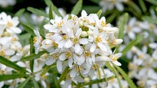 Mediterrane Orangenblume: Die weißen Blüten der pflegeleichten Pflanze riechen angenehm nach Zitronenduft. Auf dem Bild: die Sorte "White Dazzler".