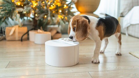 Ein junger Beagle spielt unter dem Weihnachtsbaum mit einem Geschenk. Ein Haustier zu schenken finden nicht alle Tierheime gut.