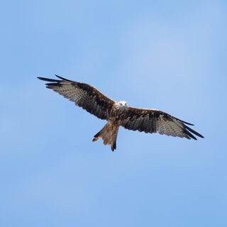Rotmilan im Flug. Windräder KI Vögel