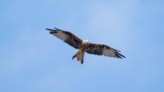 Rotmilan im Flug. Windräder KI Vögel