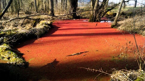 Ein Weiher in Bad Mergentheim ist derzeit blutrot. Ein Algenfarn ist für die Färbung verantwortlich. 
