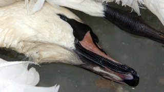 Ein toter Schwan liegt auf einer Eisfläche. Im Kreis Tübingen ist bei einem Schwan die Vogelgrippe nachgewiesen worden. (Symbolbild)