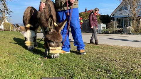 Esel auf einem Spaziergang in Rulfingen bei Sigmaringen. Andrea Göhring bietet auf ihrem Hof tiergestützte Therapie mit Bauernhoftieren an. 