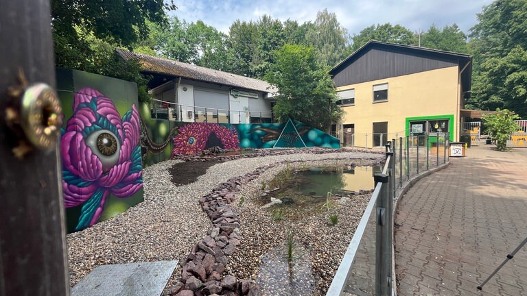 Die Otter aus dem Zoo Kaiserslautern spielen in ihrem neuen Gehege.