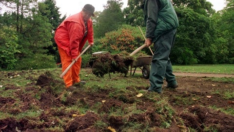 Wildschweine verwüsten Gräber auf Friedhöfen auf der Suche nach Futter.