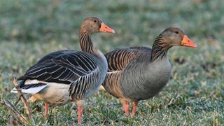 Im Kreis Heilbronn wurde die Vogelgrippe bei einer Graugans nachgewiesen. (Symbolbild)