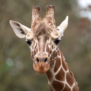 Giraffenbulle Tilodi aus der Wilhelma in Stuttgart ist tot