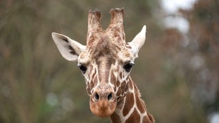 Giraffenbulle Tilodi aus der Wilhelma in Stuttgart ist tot