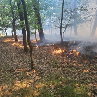 Oberhalb von Kinheim hat ein Waldstück gebrannt. Für die Feuerwehr war es nicht leicht, den Brand zu löschen. 