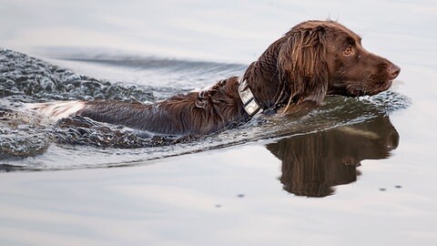 Die Polizei hat in Künzelsau einen Hund aus dem Kocher gerettet. (Symbolbild)