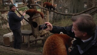  Zoodirektor Matthias Reinschmidt macht mit seinem Handy ein Foto von sich und einem roten Panda.