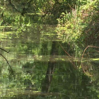 Ein Fluss mit einem dicht bewachsenen Ufer