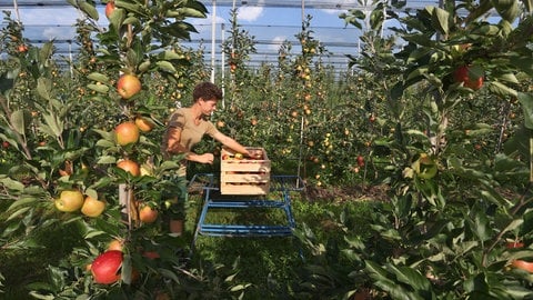 Dieses Jahr erwarten die Obstbauern am Bodensee eine durchschnittliche Apfelernte (Archivbild)