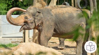 Ein Asiatischer Elefant im Zoo in Stuttgart. Der Zoo in Stuttgart bekommt eine neue Elefanten·welt. Rechts das SWR Logo für Leichte Sprache.