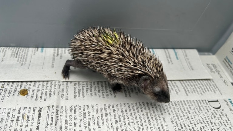 Ein kleiner Igel geht in einer Kiste umher. Das Tier wird von Helfern im Kreis Tübingen umsorgt. 