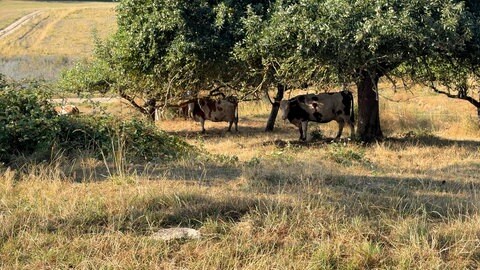 Kühe schützen sich im Baumschatten vor der Sonne